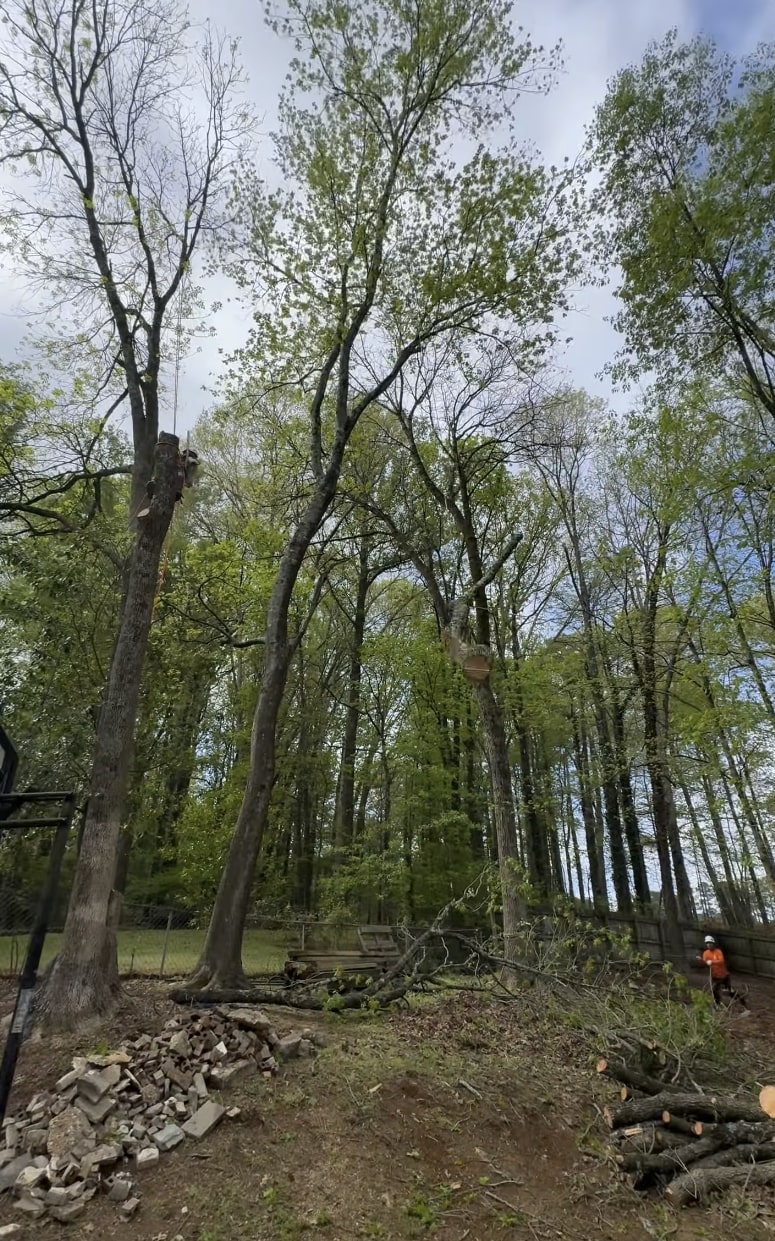 Professional tree removal crew working on tall trees in Troy, NY