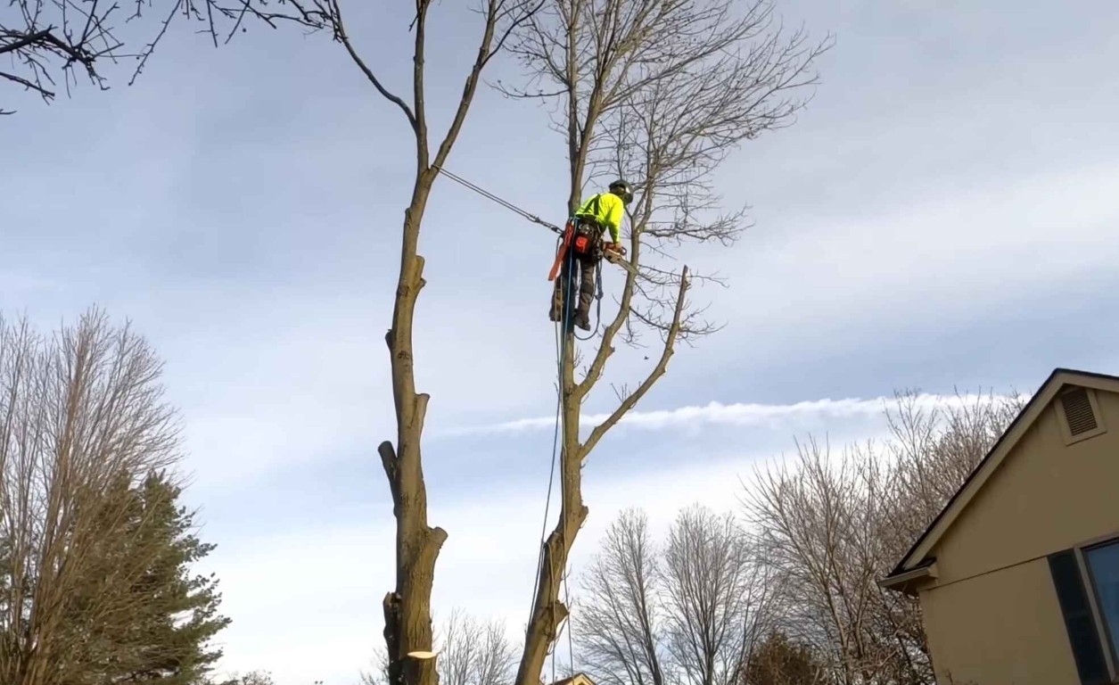 Emergency Tree Services in Troy, NY